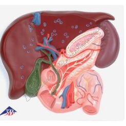 Wątroba, model z woreczkiem żółciowym, trzustką i dwunastnicą Model reliefowy VE315