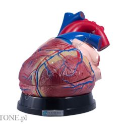 Serce model duży