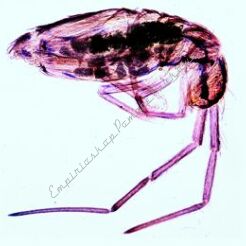 Owady: Apterigota, Orthoptera - zestaw 10 preparatów GWARANCJA NAJNIŻSZEJ CENY