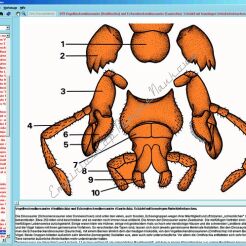 Świat owadów - CD-ROM ze zdjęciami preparatów mikroskopowych