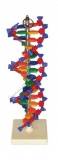 Model DNA z twardych elementów - wysokość 40cm