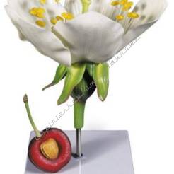 Kwiat wiśni, model z owocem T21019