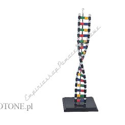 DNA model schematu