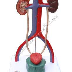 Model uładu moczowego  człowieka 3D, 4 częściowy